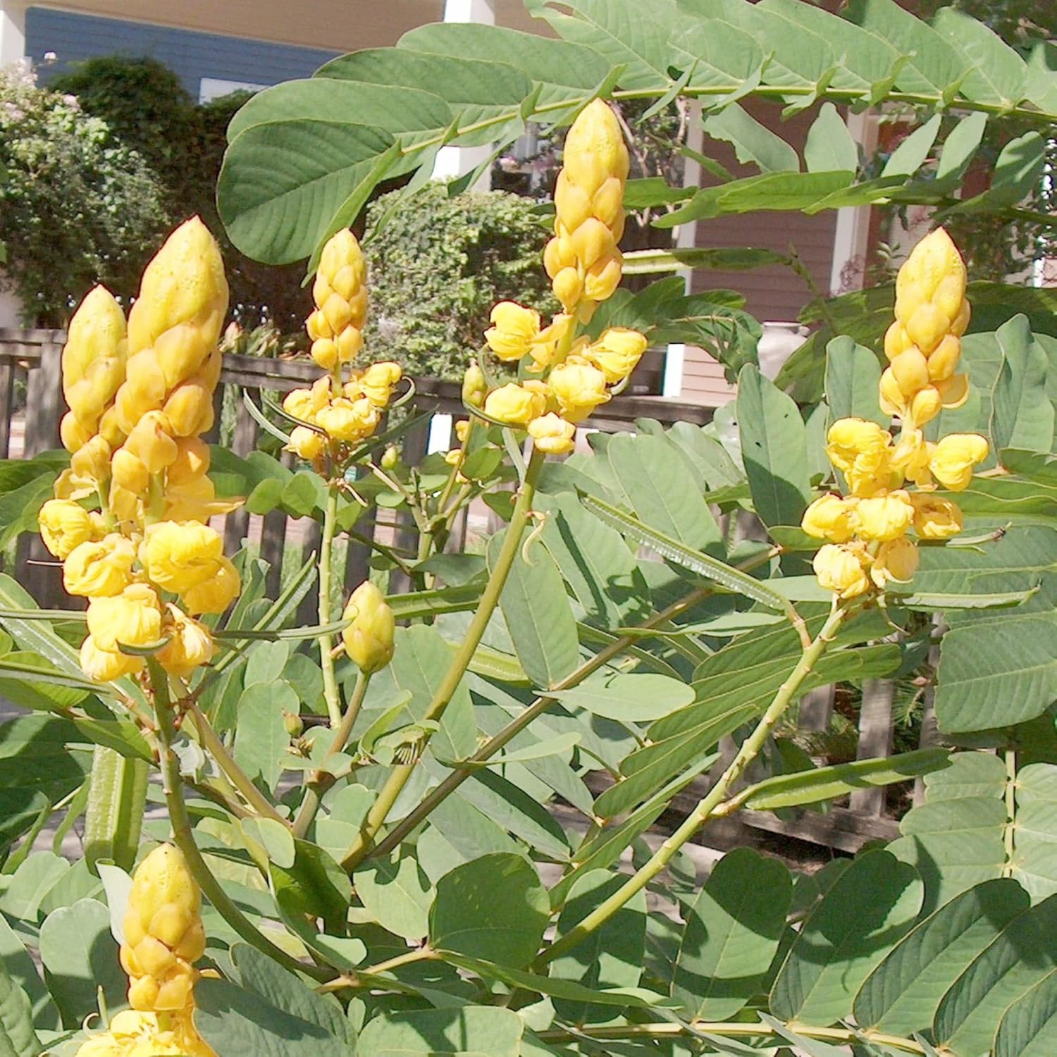 Senna Alata Seeds For Planting Drought And Heat Tolerant Low Maintenance Non-Gmo Heirloom Tropical