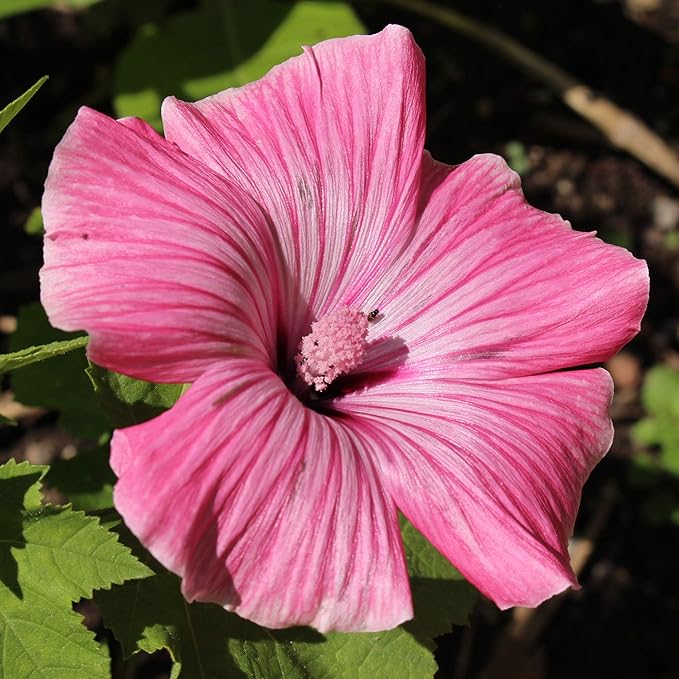 Rose Mallow Hibiscus Hibiscus rosa-sinensis Flower Seeds for Planting in Flower Bed