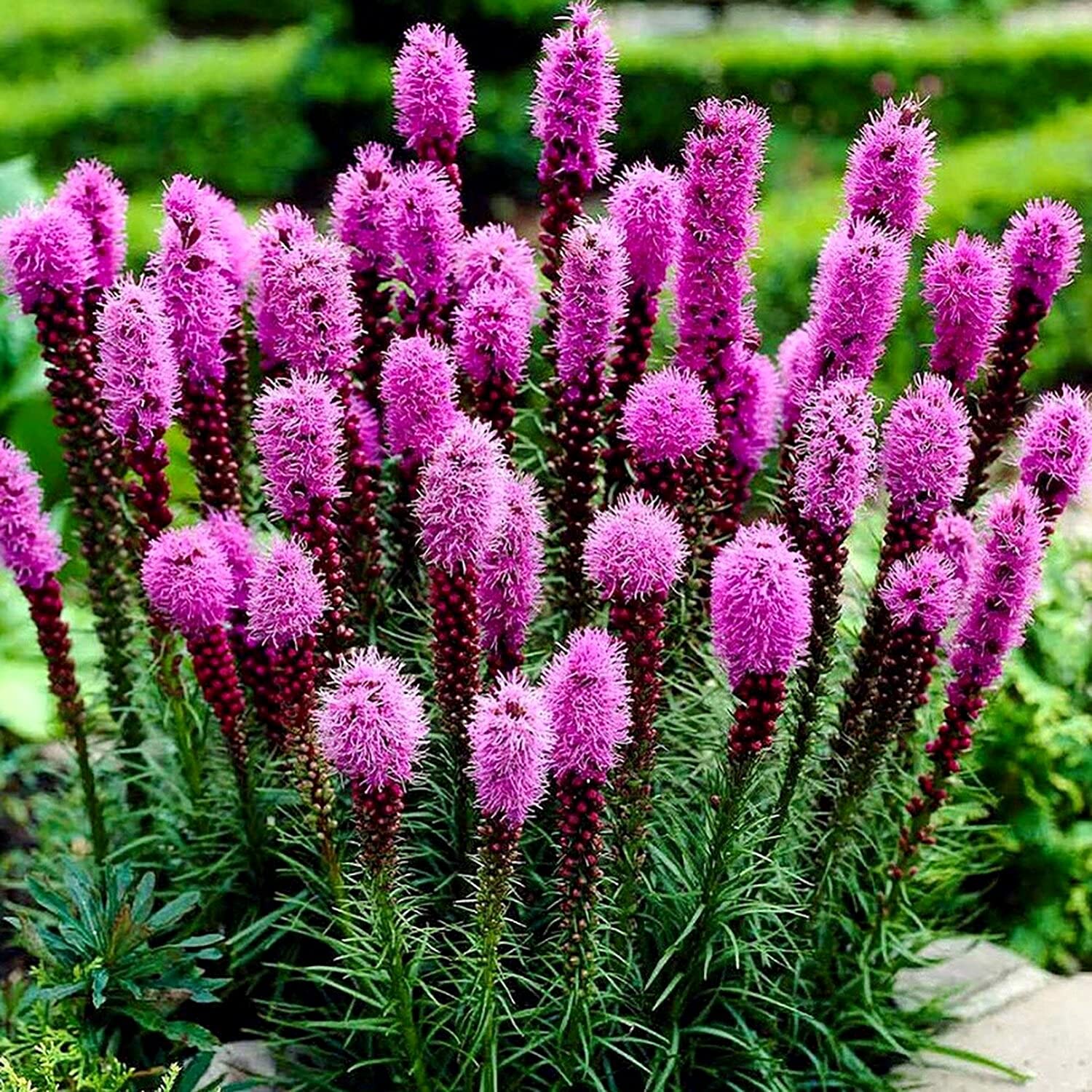 Marsh Blazing Star Liatris spicata seeds for planting in wildflower habitat