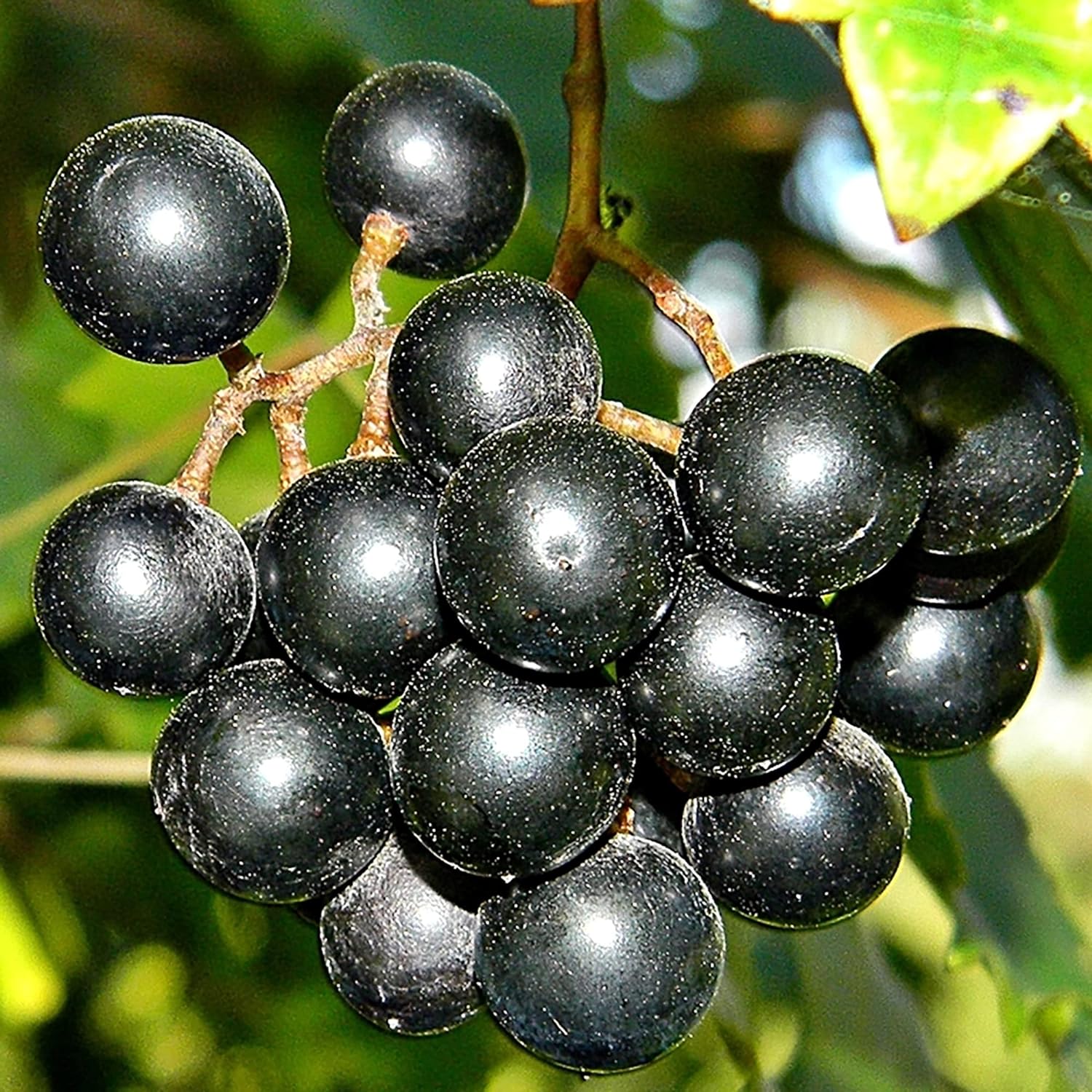 Muscadine Grape Seeds Climbing Vine Perennial Fargrant Flavor Fast Growing Tasty Long-Lived Juice