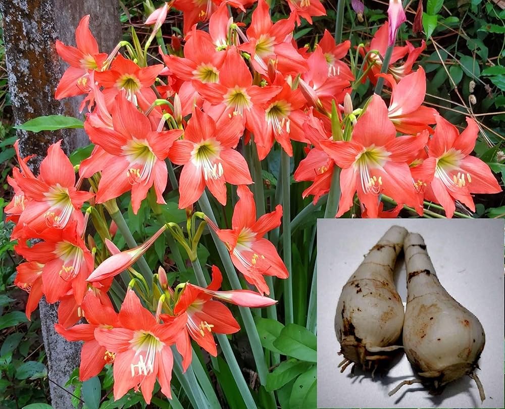 Amaryllis & Barbados Lily Seeds for Planting in Home Garden & Flower Bed