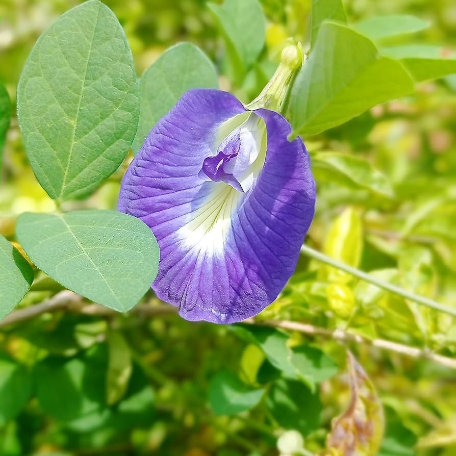 Butterfly Pea Seeds for Planting Clitoria ternatea for trellises and herbal gardens