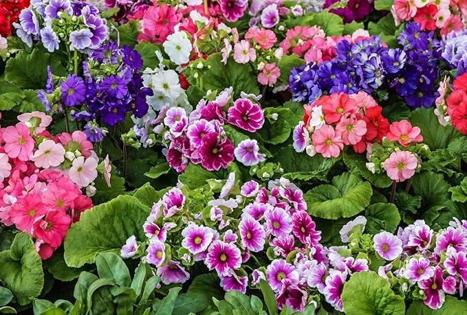 Mixed Geranium Pelargonium spp Flower Seeds for Planting in Flower Bed