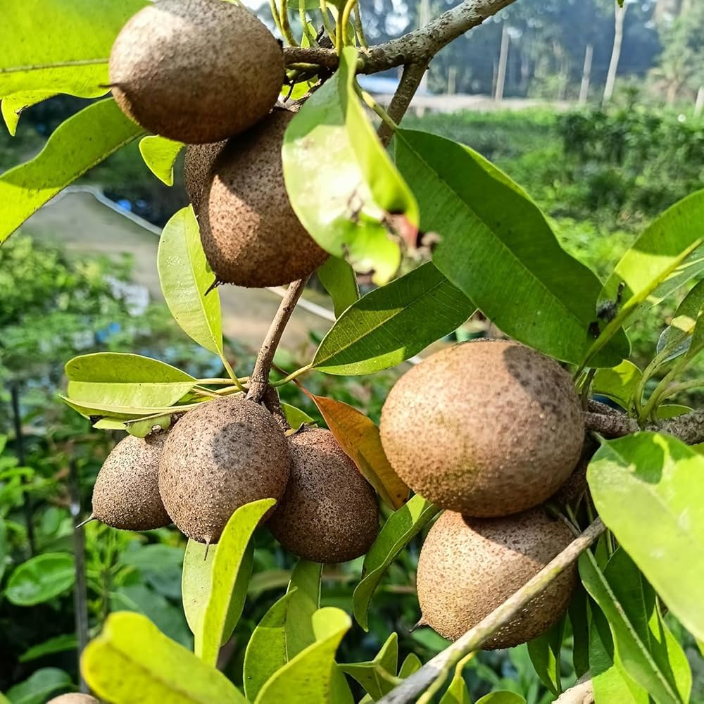 Sapodilla Fruit Planting Seeds for Thriving Home Gardens