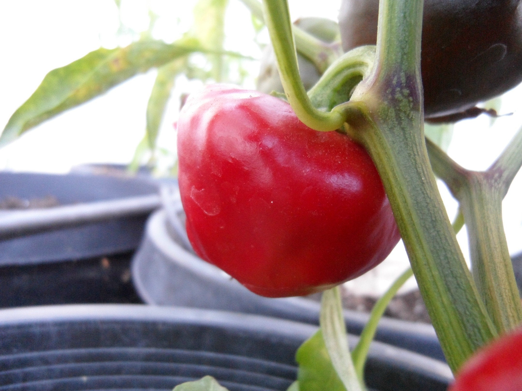 Basque Nora Vegetable Seeds for Planting - Hearty and Flavorful Garden Variety