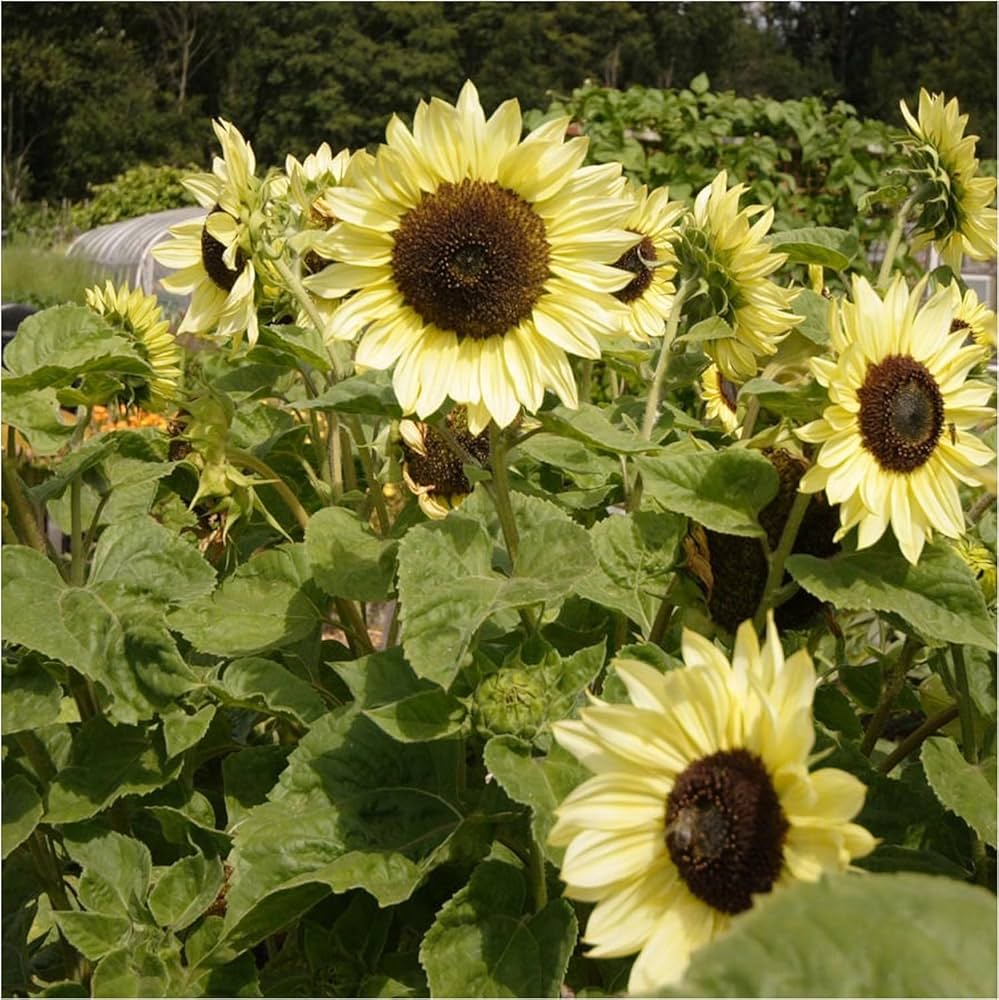 White Sunflower Seeds for Planting