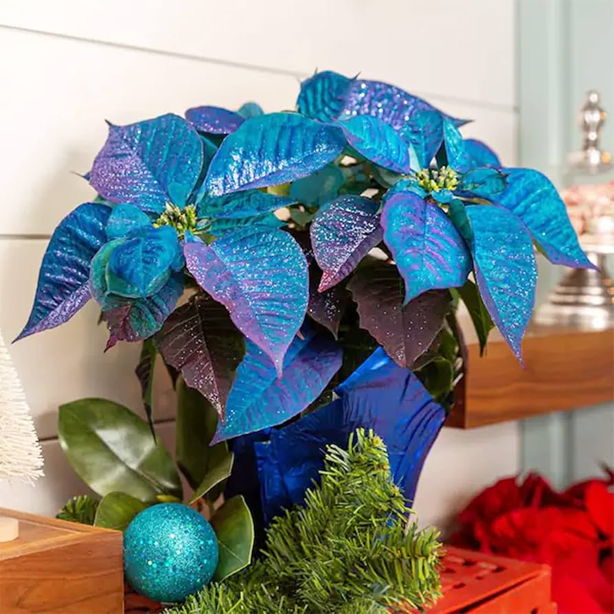 Blue Poinsettia Flower Seeds for Planting Drought Tolerant Heirloom & GMO Free Seeds for Home Garden
 
 Sale
