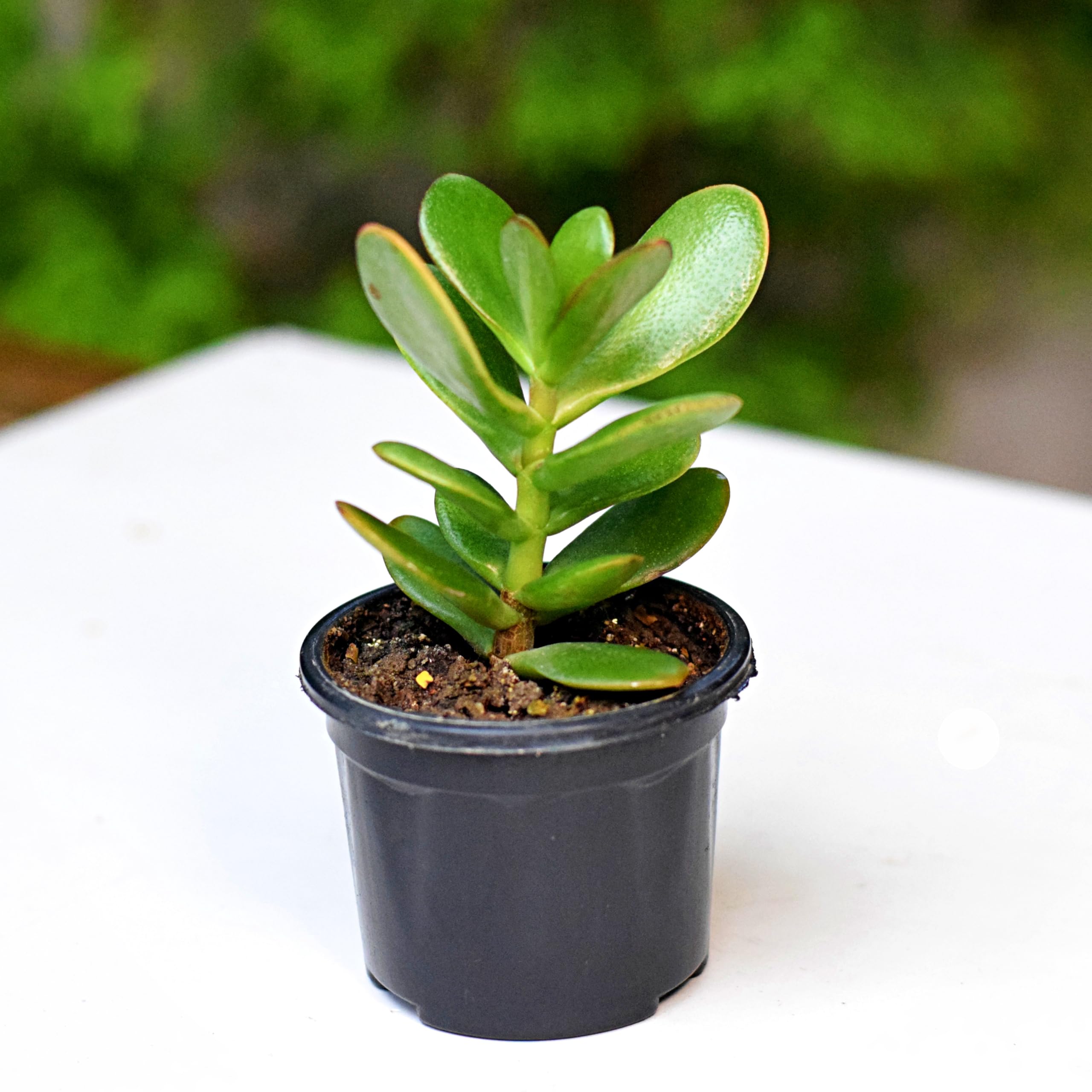 Crassula Ovata Crassula ovata Succulent Plant Seeds for Planting in Succulent Garden