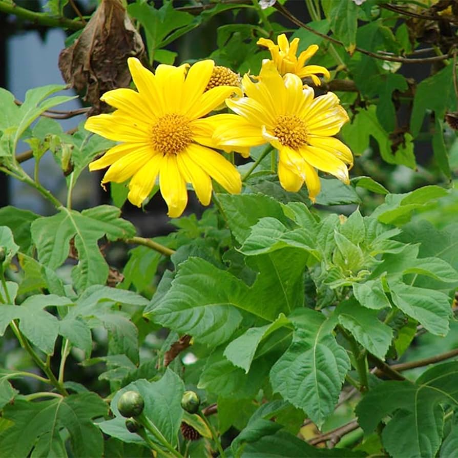 Yellow Torch MEXICAN Tithonia SunFlower seeds for Planting - Premium Quality, Heirloom & GMO Free Seeds for Home Garden