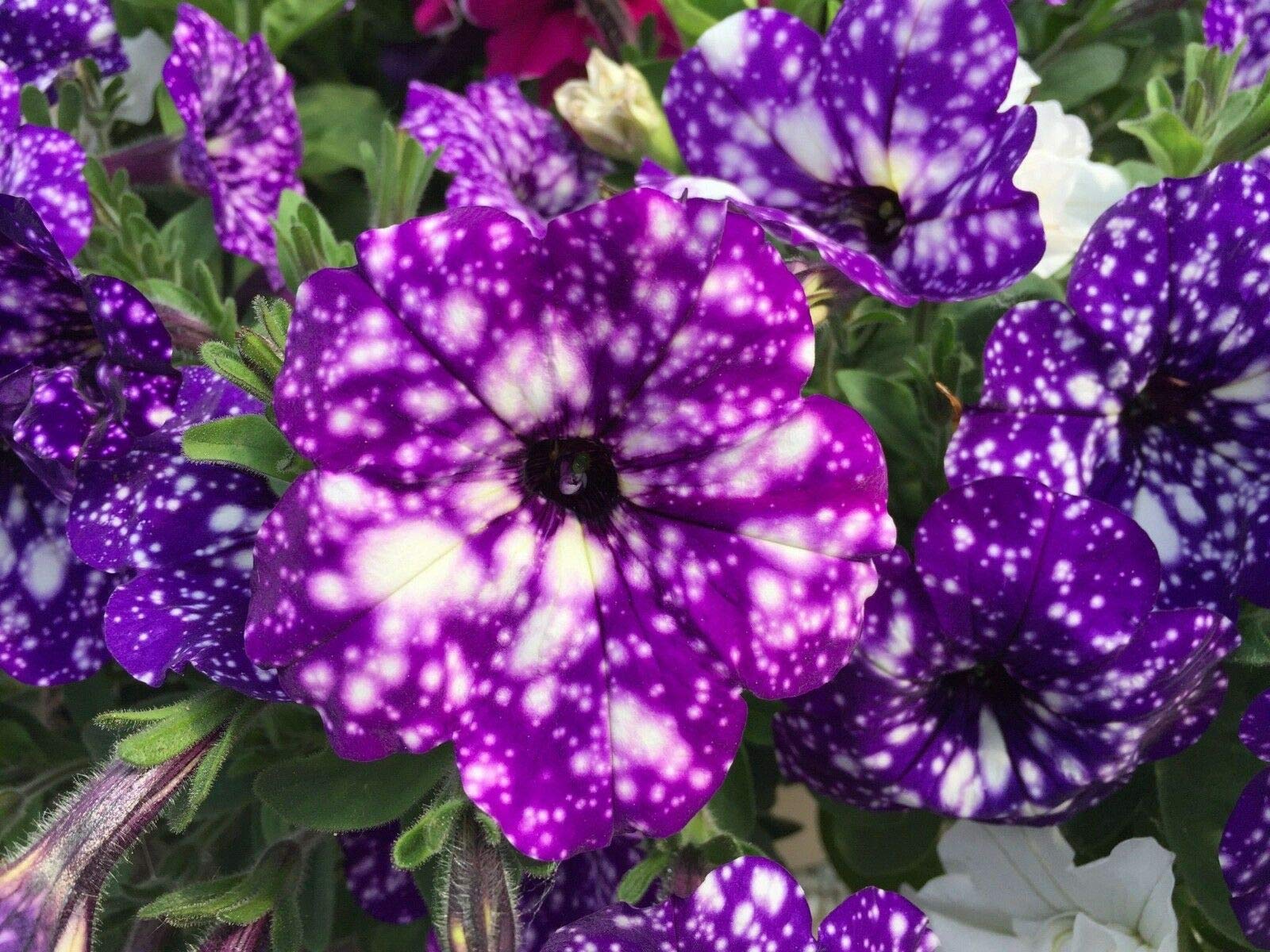 Rare Petunia Petunia spp. Seeds for Planting - Ideal for Flower Bed & Urban Garden