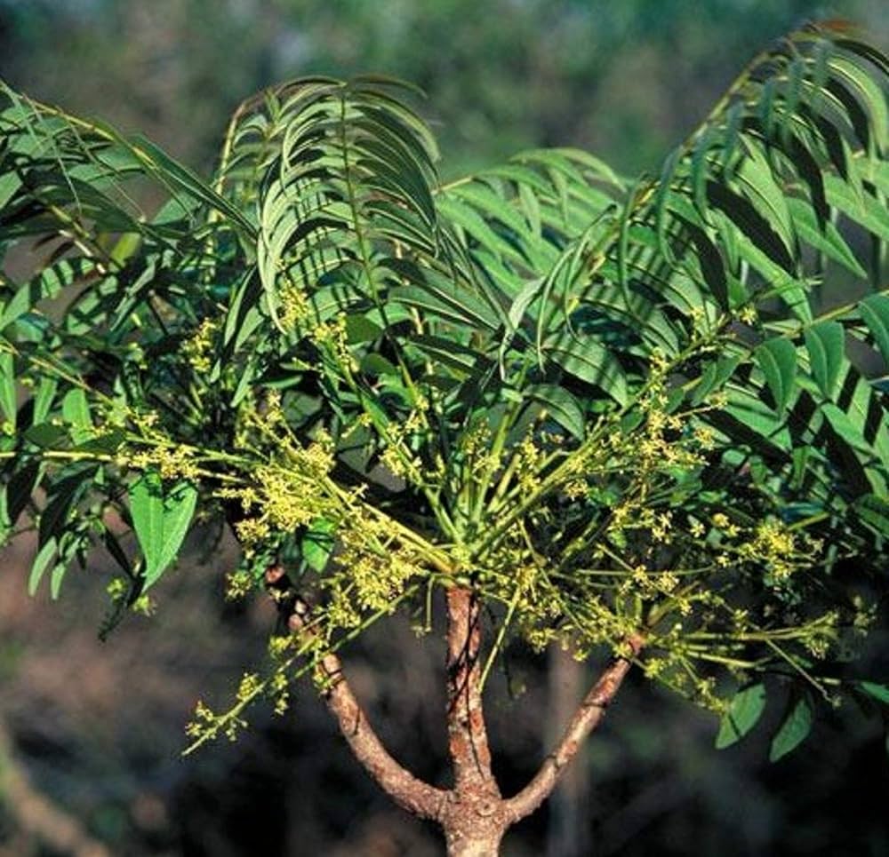 Ailanthus Tree Seeds - Comprehensive Planting Guide for Successful Growth