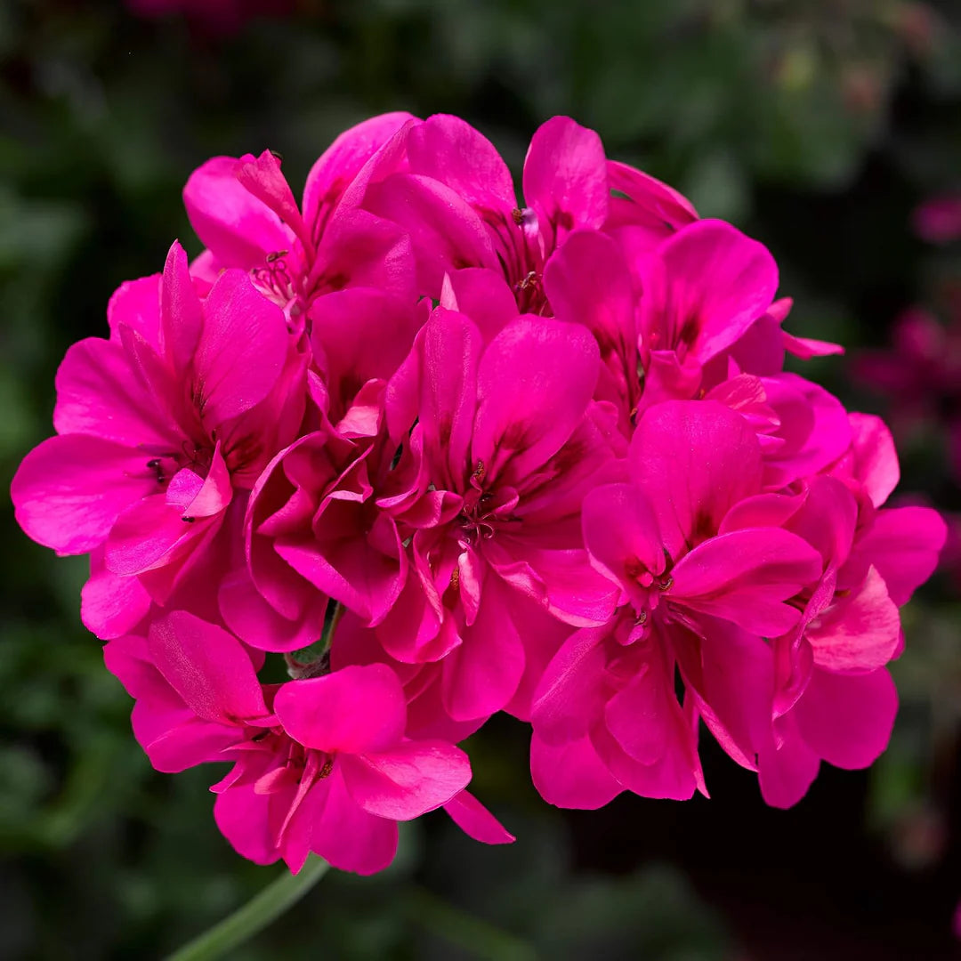Pink Pelargonium Peltatum Flower Seeds for Planting Easy to Grow Heirloom & GMO Free Seeds for Home Garden
 
 Sale