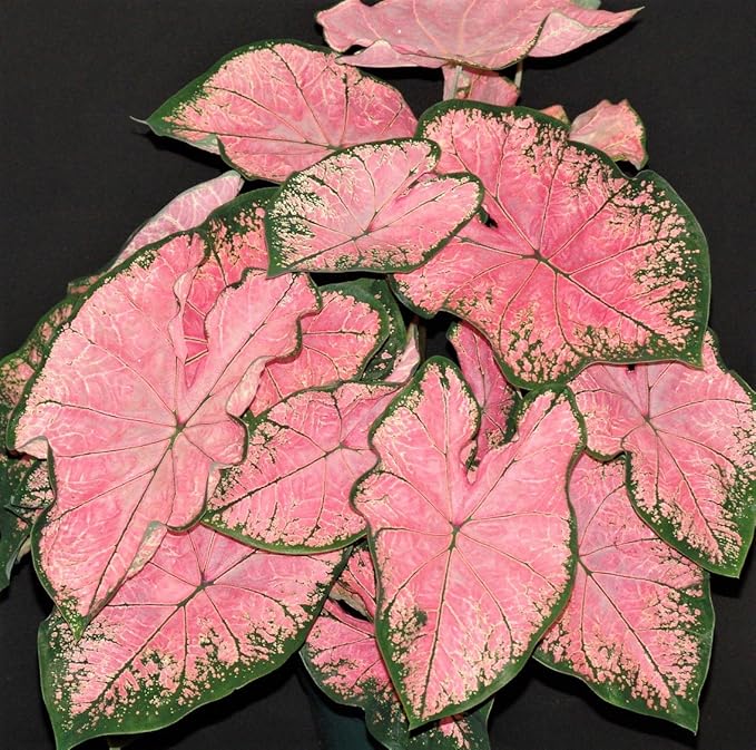 Caladium Caladium bicolor Flower Seeds for Planting in Flower Bed & Garden
