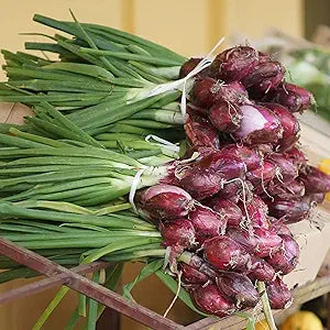 Red Long Tropea Onion Seeds for Sweet, Red Onions