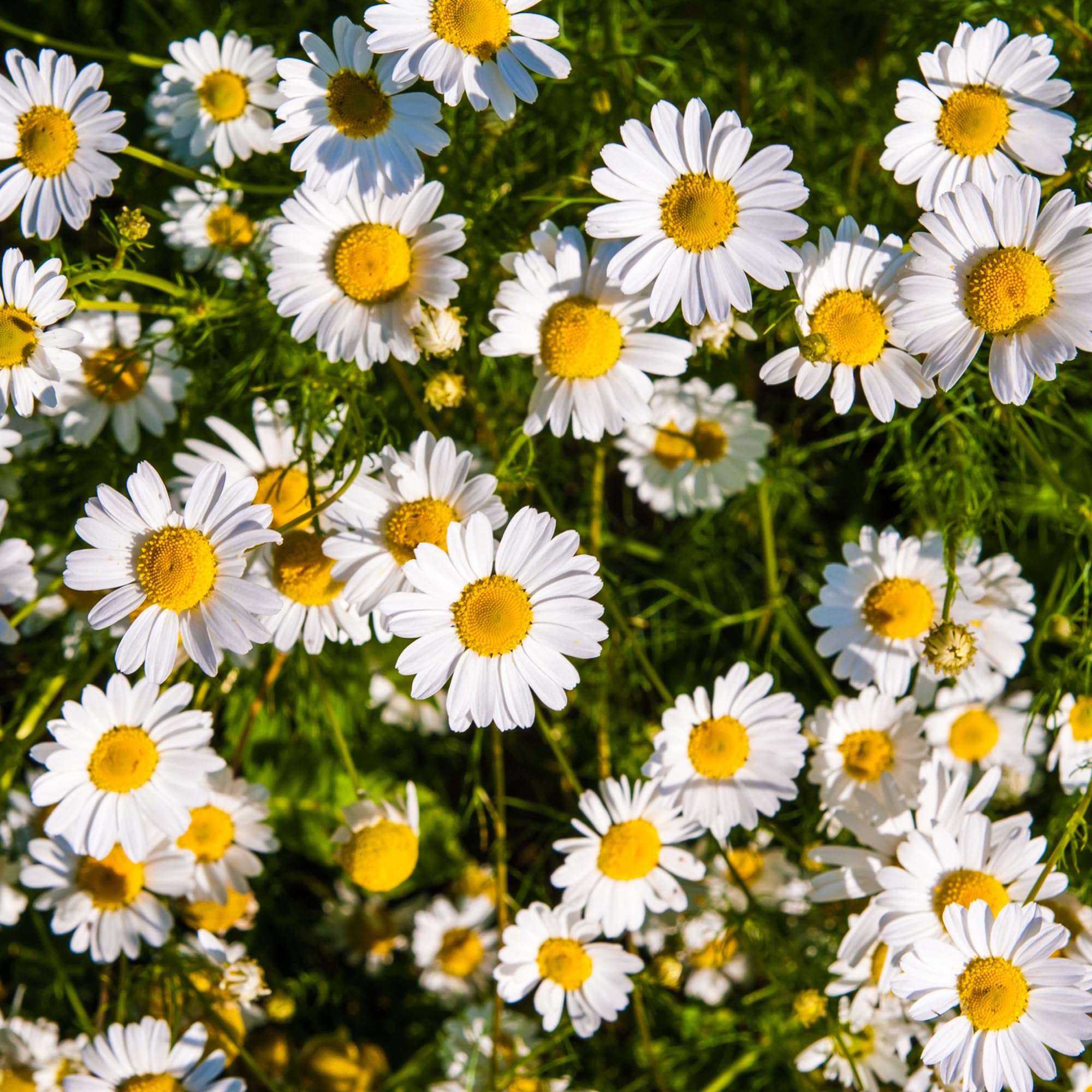 Chamaemelum Flower seeds for Planting - Pollinator Friendly, Heirloom & GMO Free Seeds for Home Garden