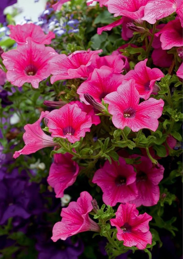 Pelleted Petunia Frillytunia White Seeds