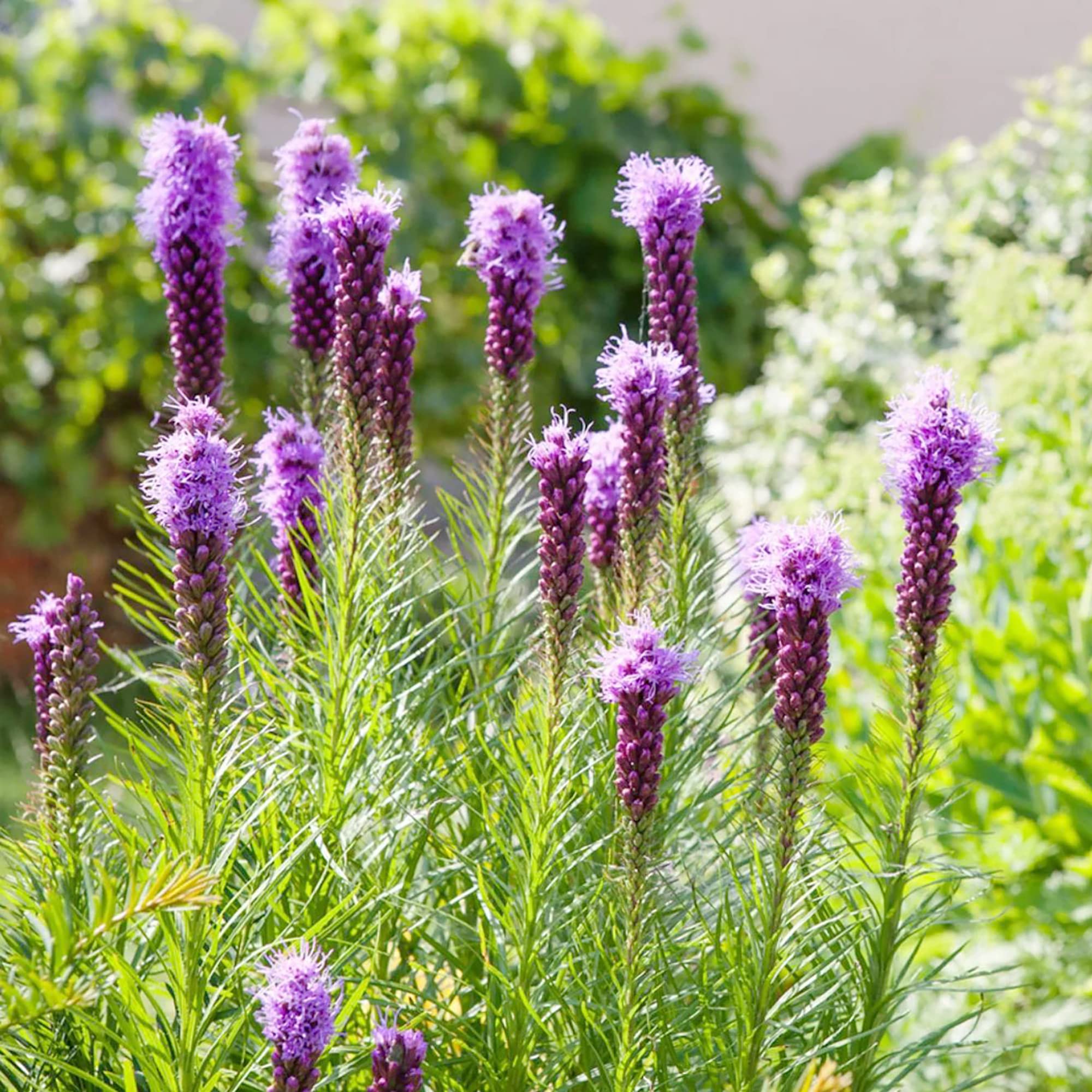 Liatris Spicata Liatris spicata Seeds for Planting in Flower Bed