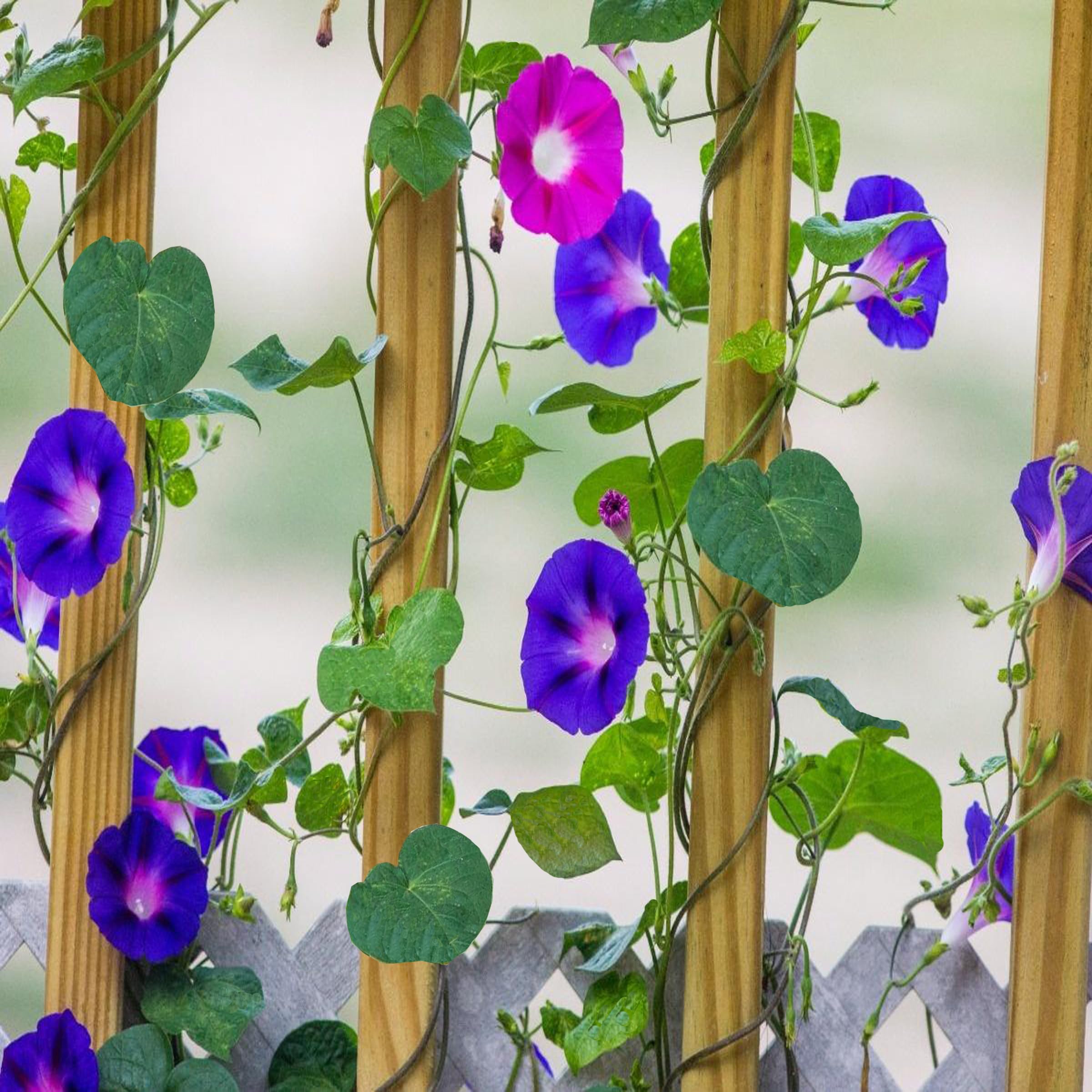 Glory Morning Glory Flower Seeds for Planting
