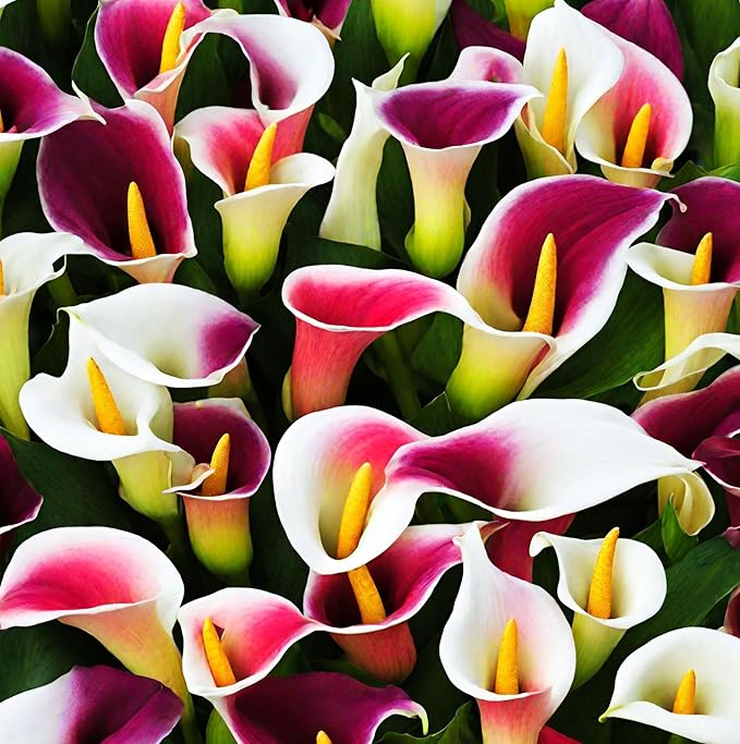 Tage Lily Flower Lilium spp. Seeds for Planting in Flower Bed & Garden