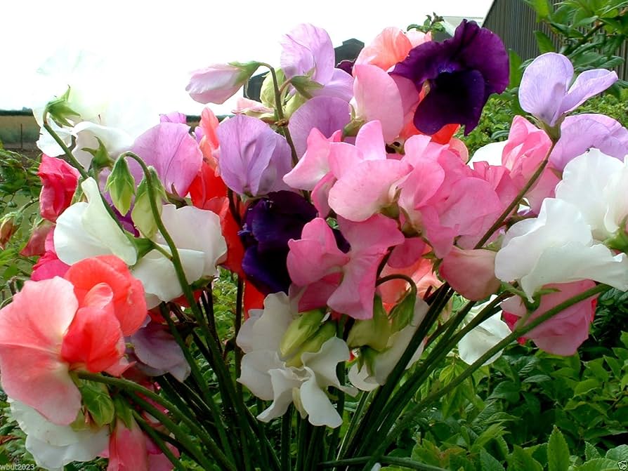 Mammoth Choice Mix Sweet Pea Seed for Planting flower bed