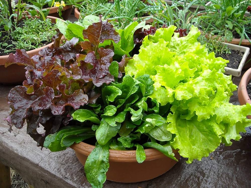 Mixed Lettuce Seeds for Planting