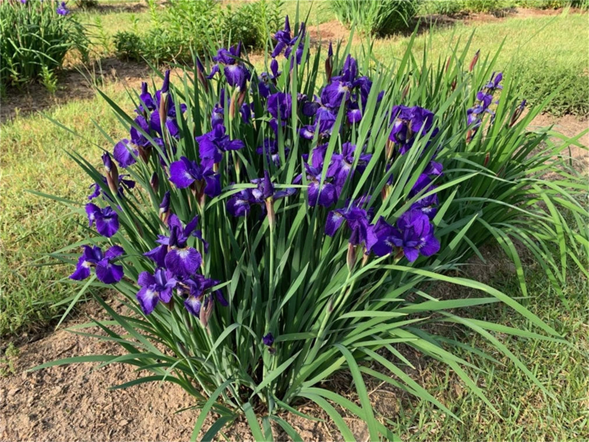Iris Seeds for Planting Iris Sibirica water edge flower bed