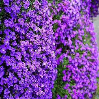 Aubrieta Blue Flower Seeds  Perfect for Planting