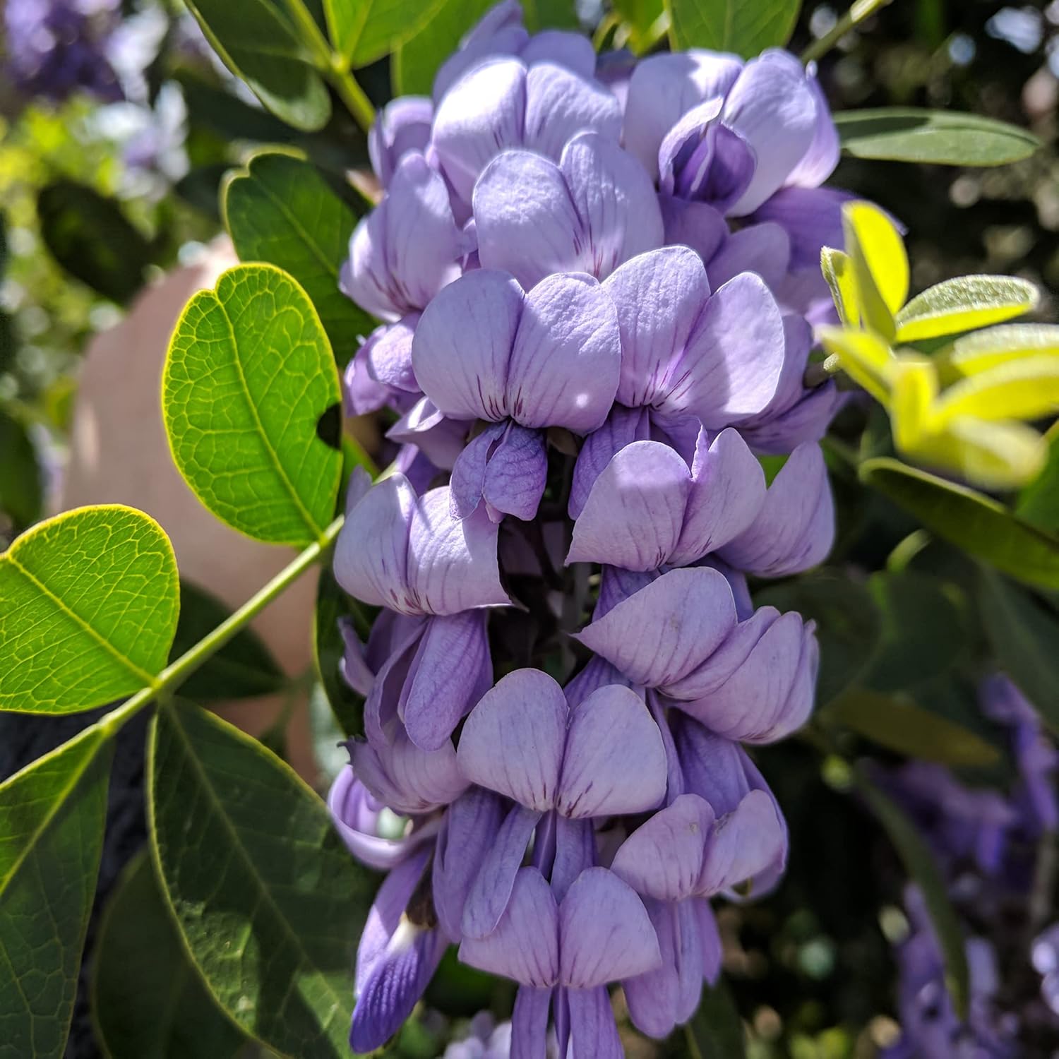 Texas Mountain Laurel Seeds Sophora Secundiflora Evergreen Tree Fragrant Purple Flowers Drought