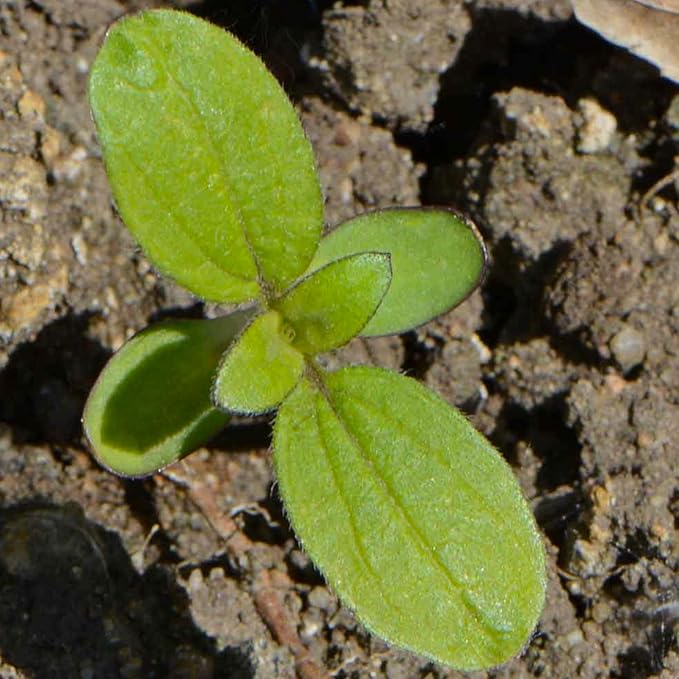 Sunflower Velvet Queen Seeds for Beautiful Golden Sunflowers