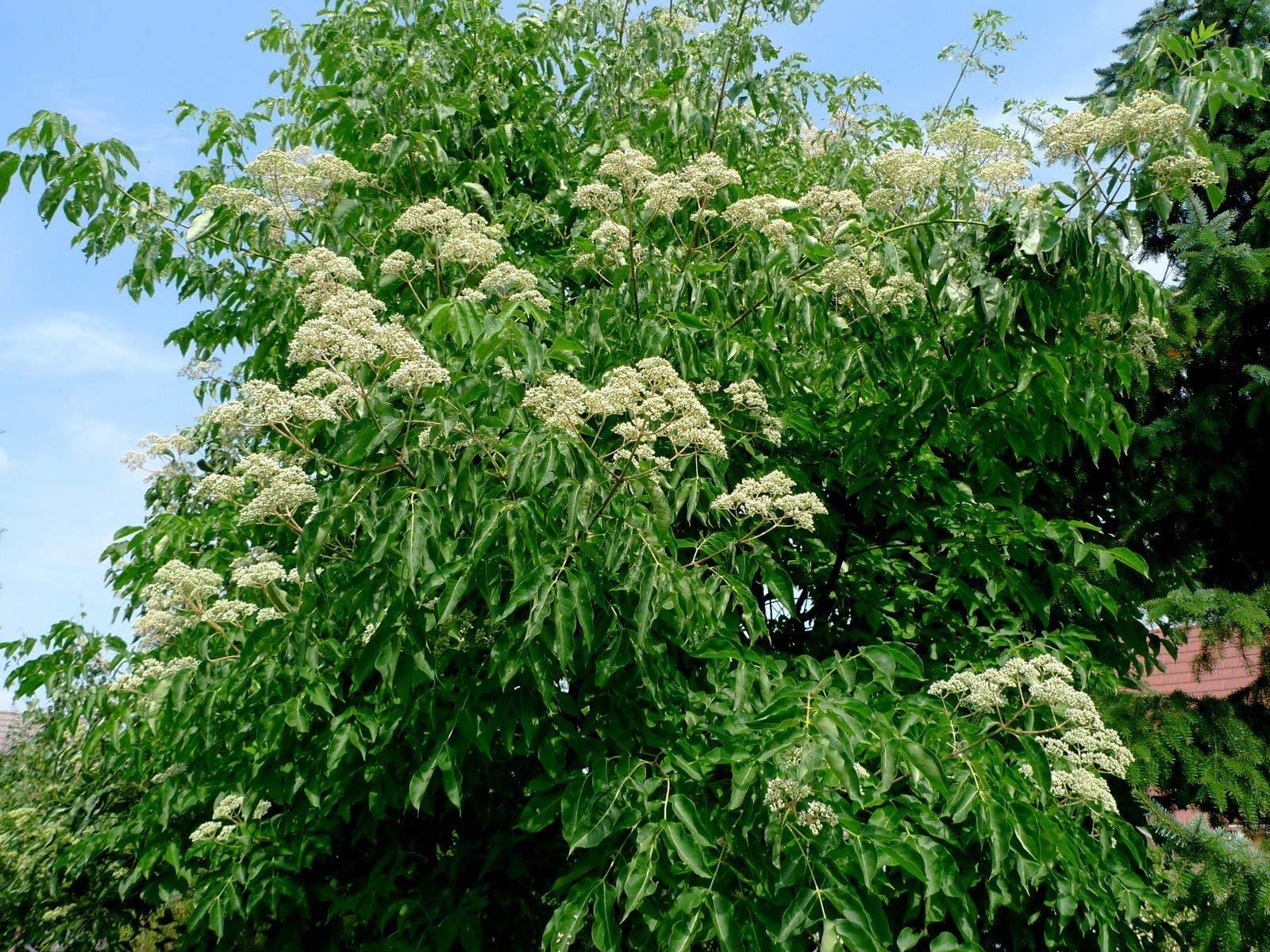 Mixed Evodia Danielii Tree Planting Seeds - Unique Tree Growth