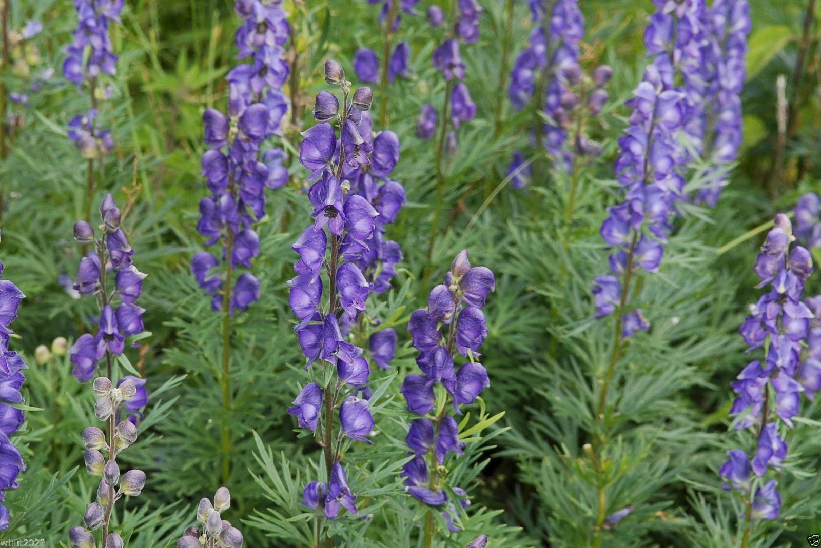 Monkshood Aconitum spp. Seeds for Planting in Flower Bed