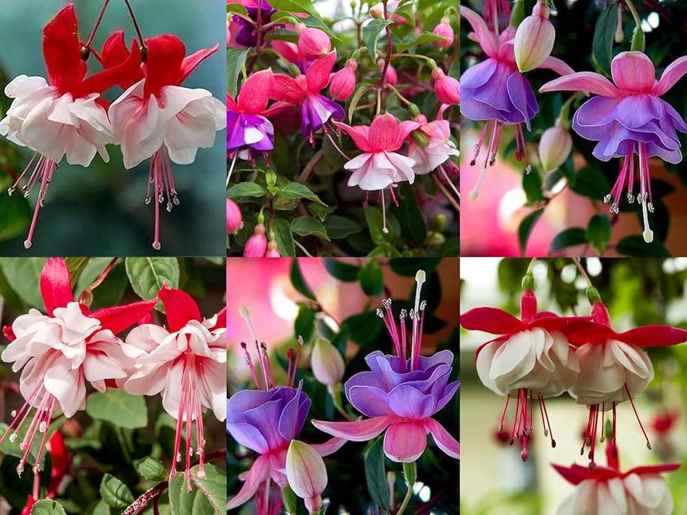 Lavender Mix Fuchsias Flower Seeds for Planting Premium Quality Heirloom & GMO Free Seeds for Home Garden
 
 Sale
