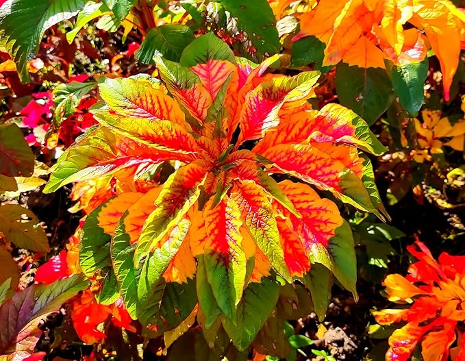 Amaranthus Tricolor Amaranthus spp Plant Seeds for Planting in Flower Bed