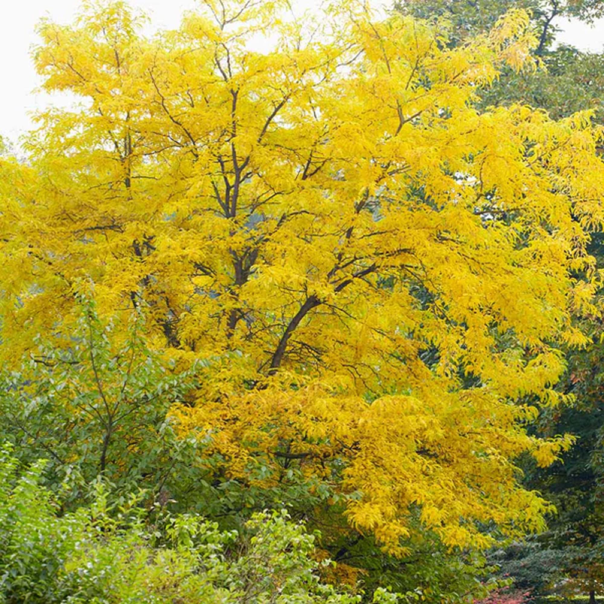 Honeylocust Gleditsia triacanthos Seeds for Planting in Shade Garden