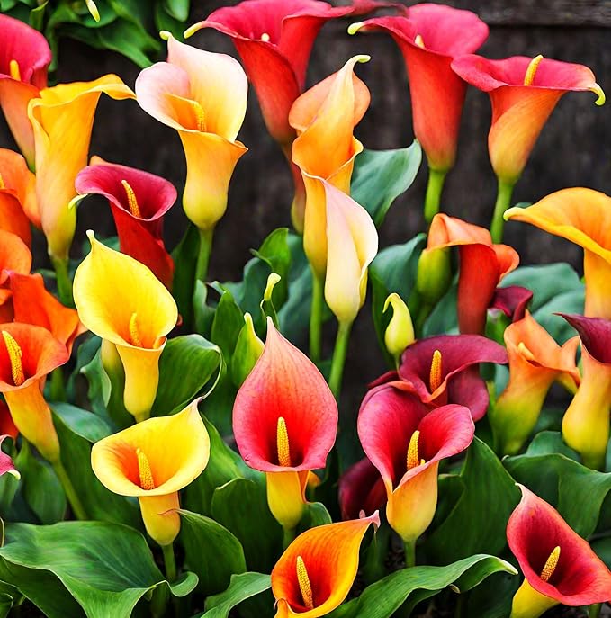 Tage Lily Flower Lilium spp. Seeds for Planting in Flower Bed & Garden