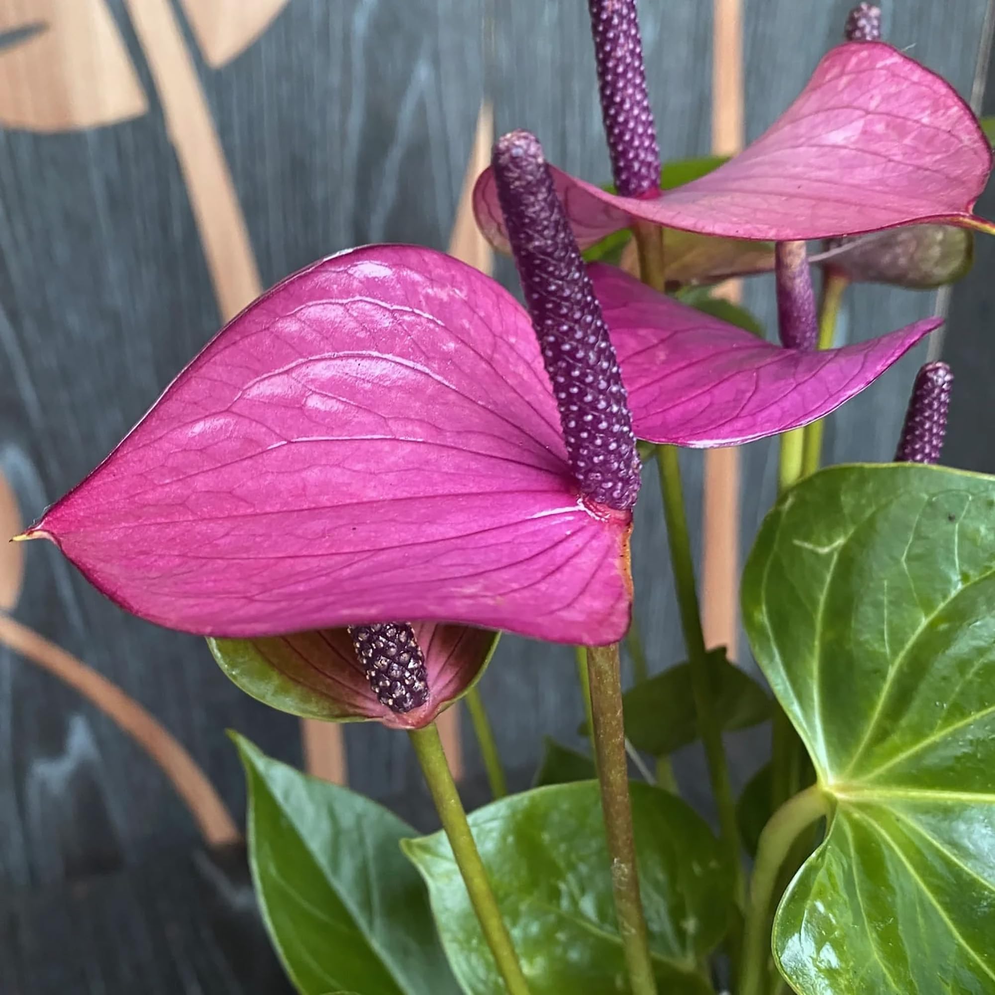Purple Anthurium Flower seeds for Planting - Drought Tolerant, Heirloom & GMO Free Seeds for Home Garden
