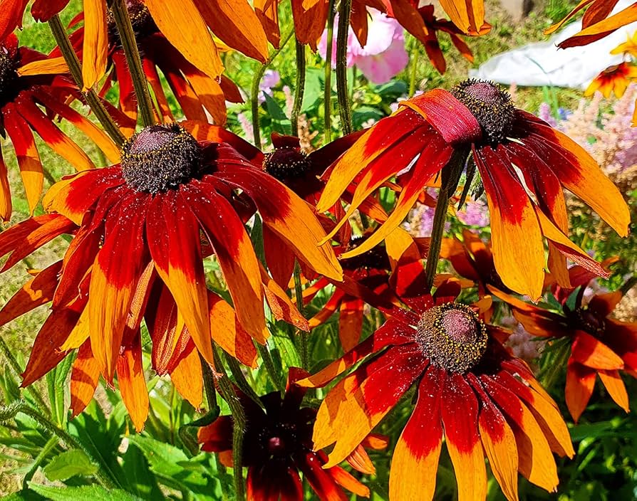 Rudbeckia Hirta Flower Seeds for Planting in Flower Bed