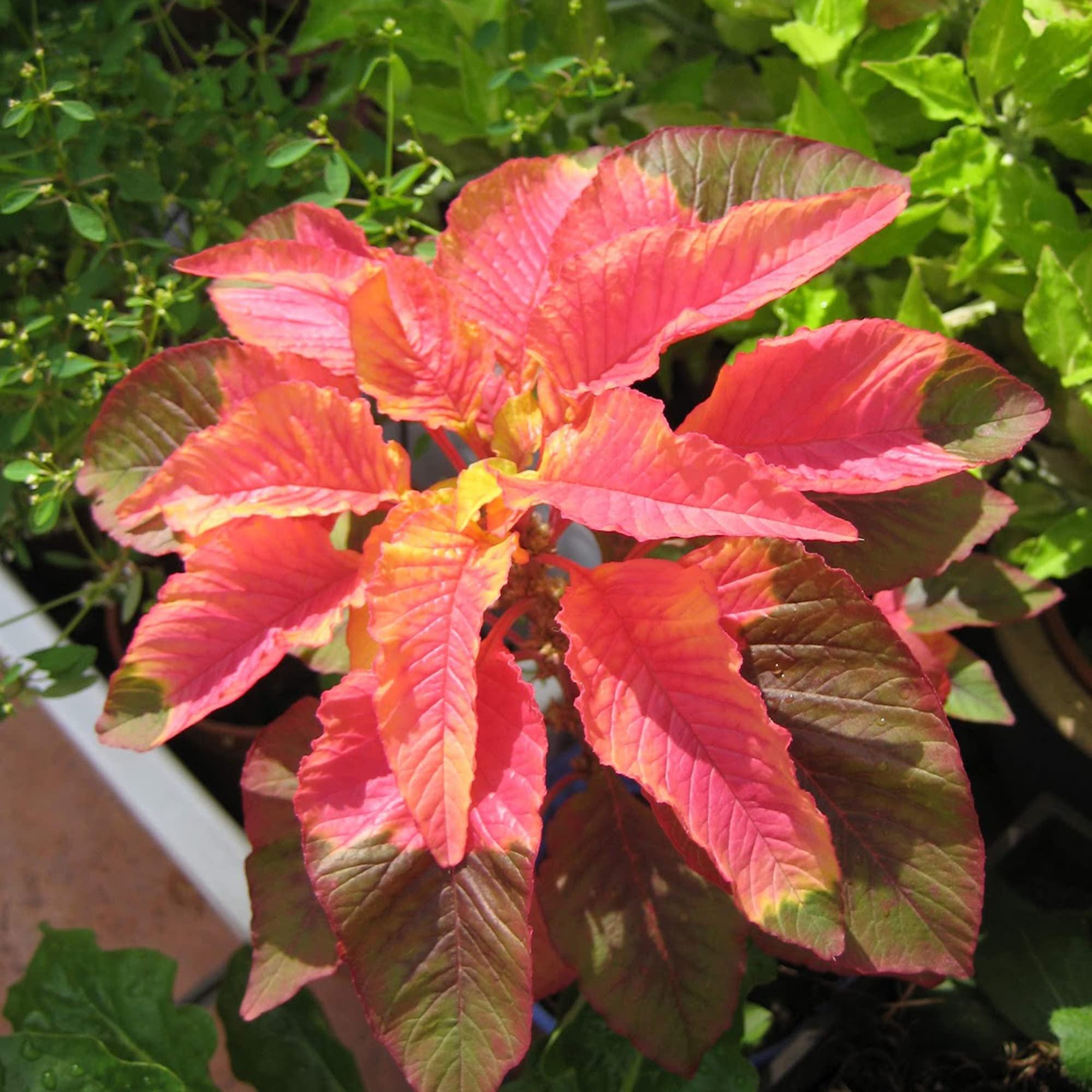 Amaranthus Illumination Seeds for Planting Fall Accent Ornamental Gardens