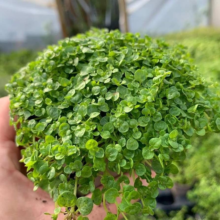 Mini Corsican Mint Mentha requienii Seeds for Planting in Herb Garden