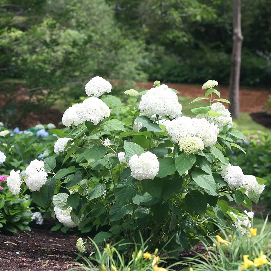 Native Hydrangea Arborescens Smooth Wild Sevenbark Flower Bush Shrub Seeds