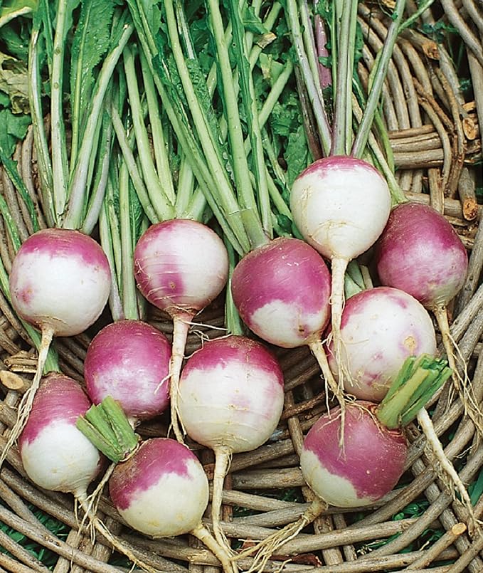 Purple Top White Globe Turnip Seeds for Nutritious Turnips