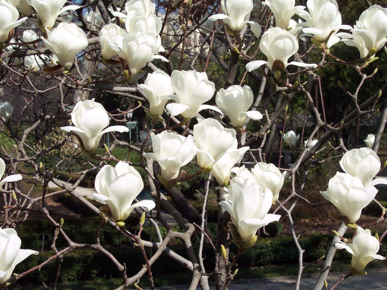 Yulan Magnolia Flower Planting Seeds - Evergrowseeds