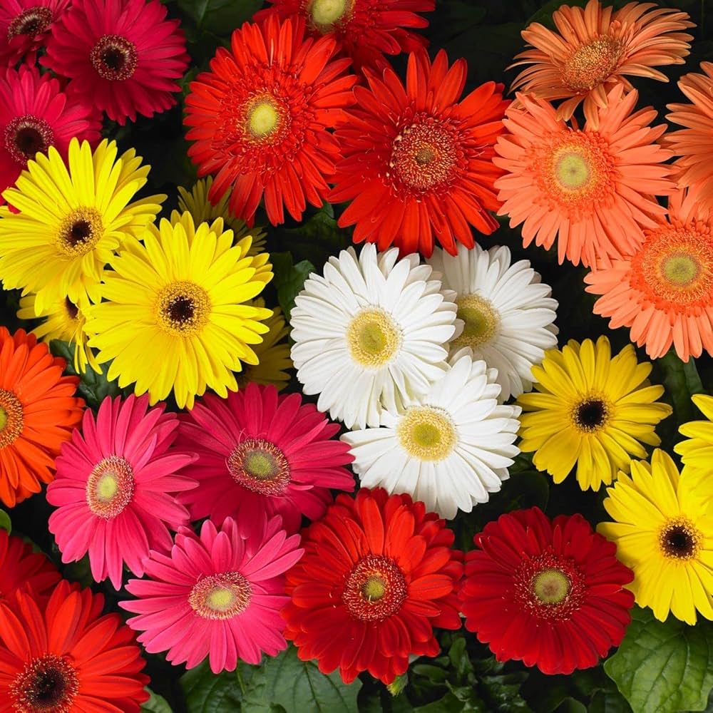 Gerbera & Chrysanthemum Mix Gerbera spp. & Chrysanthemum spp. Seeds for Planting - Great for Flower Bed & Garden