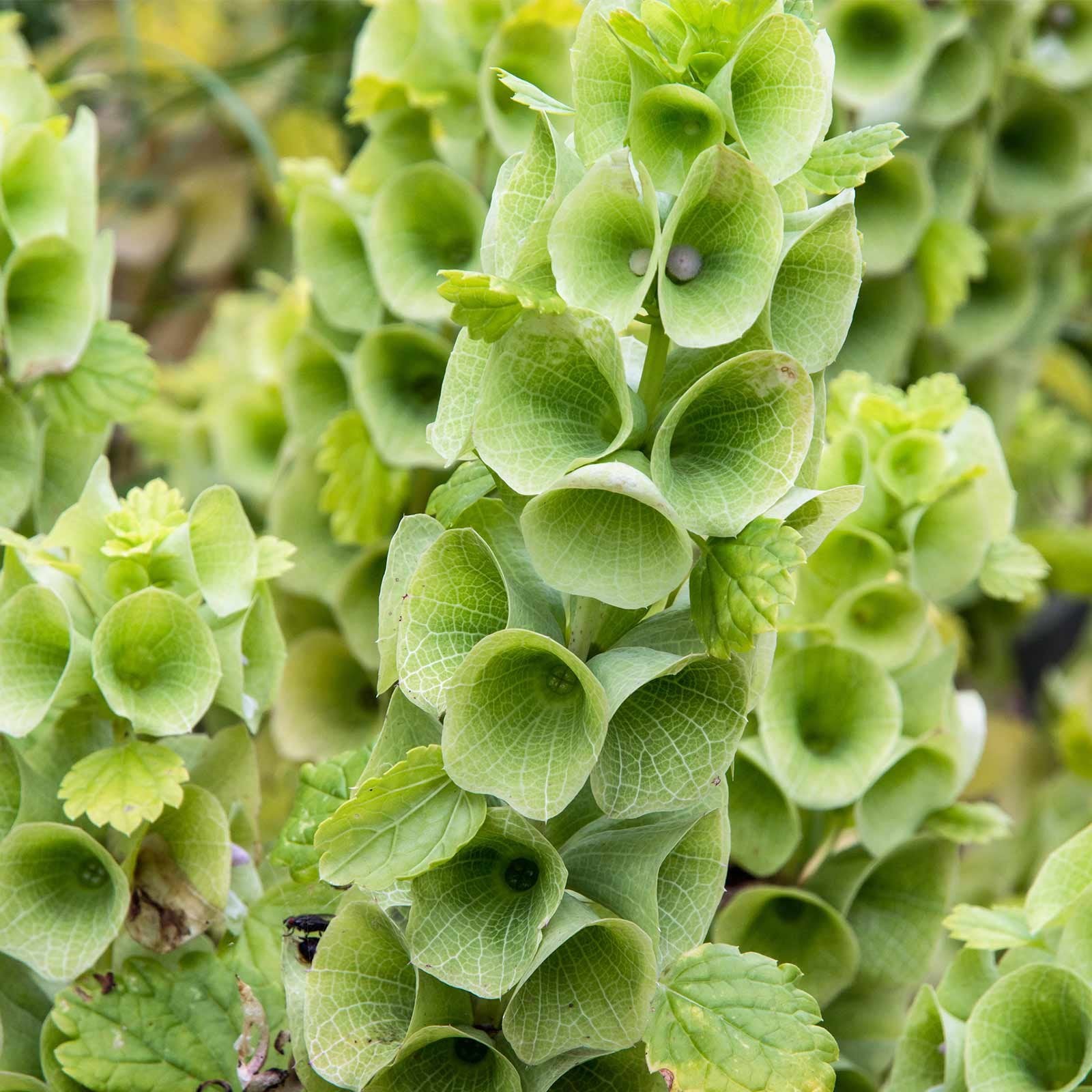 Moluccella Laevis Seeds for Planting Moluccella laevis for flower beds and floral arrangements