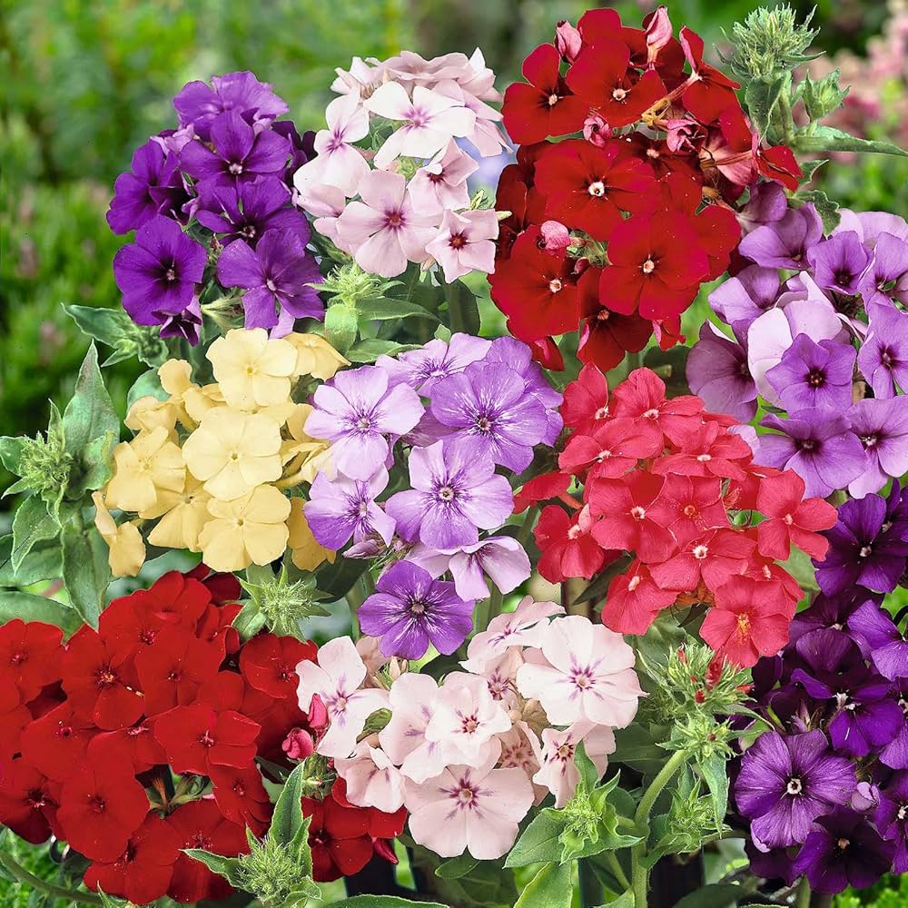 Phlox Drummondii Mixed Flower Seeds