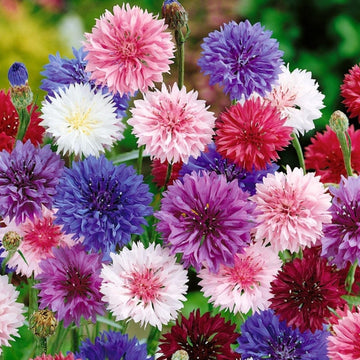 Mixed Xeranthemum Flower seeds for Planting - Drought Tolerant, Heirloom & GMO Free Seeds for Home Garden