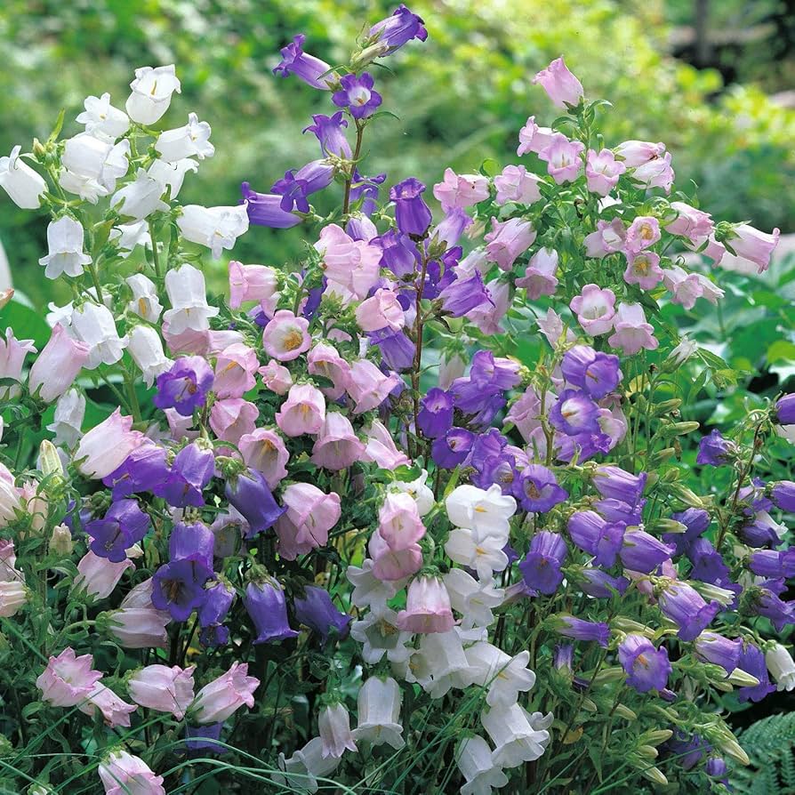 Campanula Bellflower Seeds