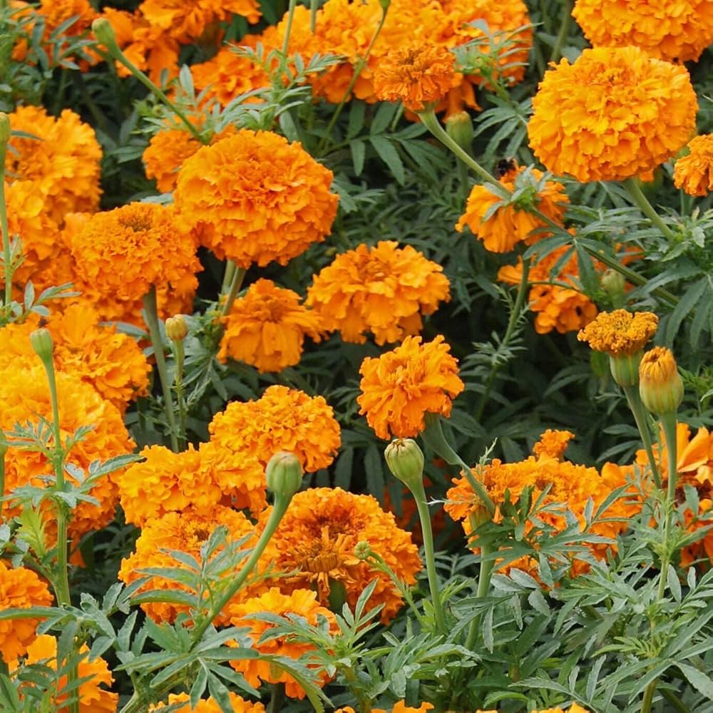 Package of 20 Marigold Orange Tagetes erecta flower seeds for planting in flower beds, from Evergrowseeds.