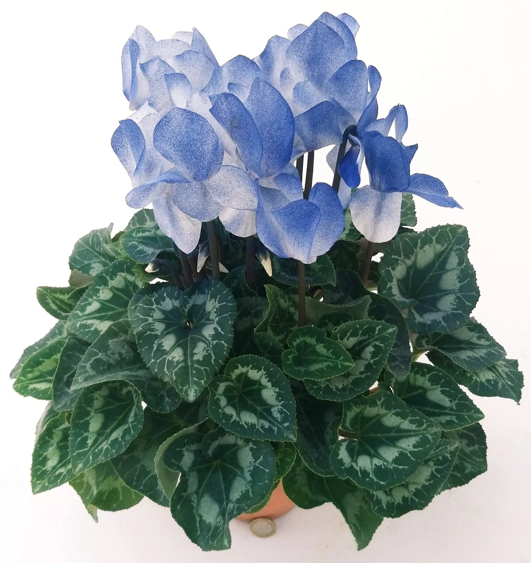 Blue Cyclamen Flower seeds blooming in flower beds, containers, borders, and pollinator-friendly gardens