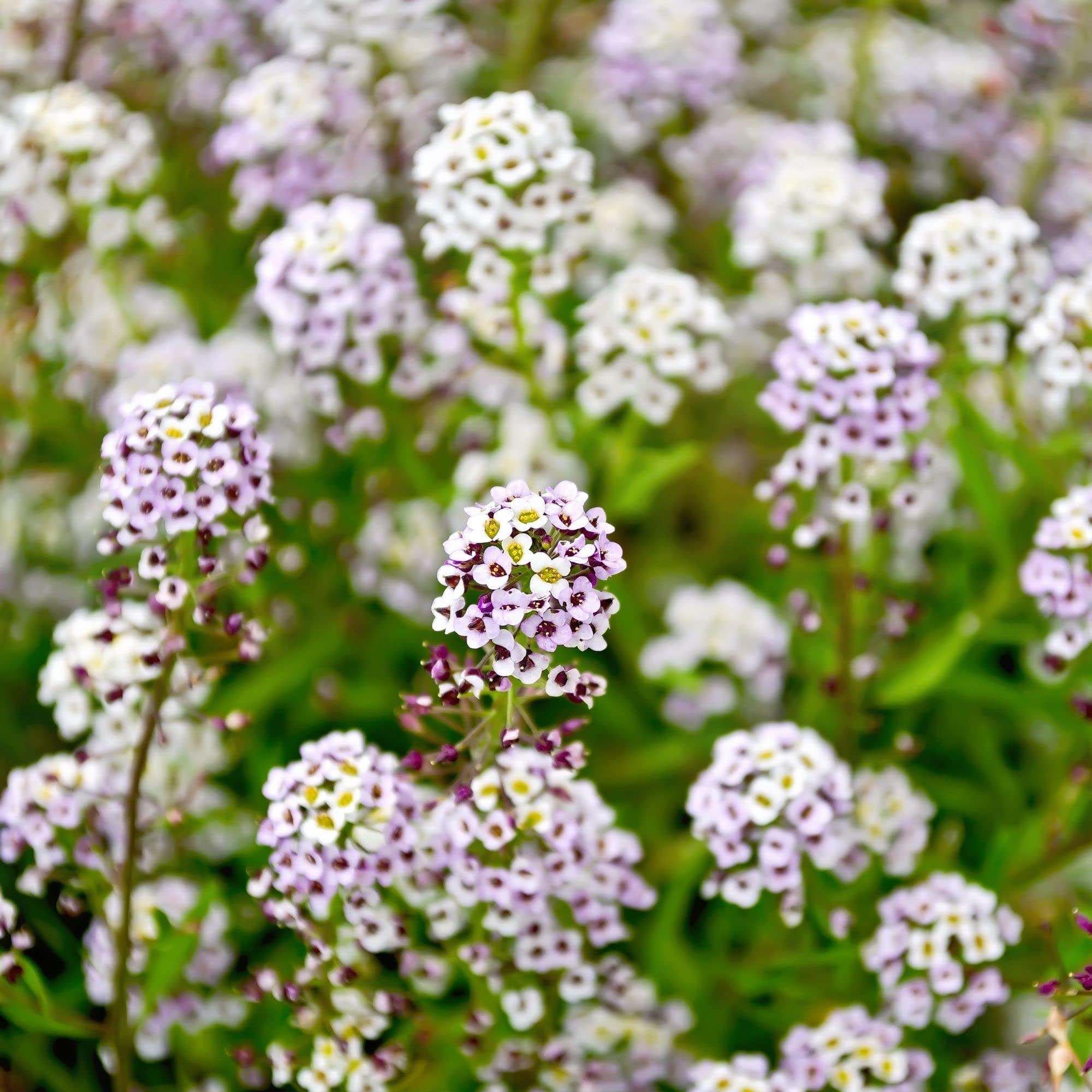 A close-up of Alyssum Snow Crystals Lobularia maritima flower seeds for planting in gardens, with small seed packets and flowering plants.